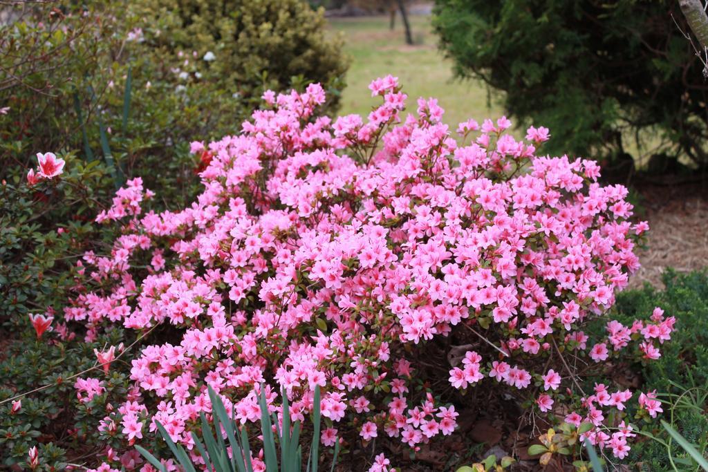 Lynrose Place Stanthorpe Exterior foto